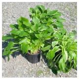 (3) ALBO MARGINATA HOSTA