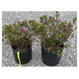 (2) AZALEA (HERBERT PURPLE) SHRUB