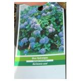 NIKKO BLUE HYDRANGEA