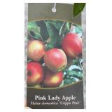 PINK LADY APPLE TREE