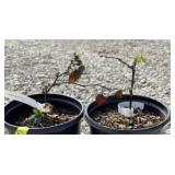 (2) THORNLESS TRIPLE CROWN BLACKBERRY BUSH