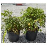 (2) FIREPOWER NANDINA SHRUBS