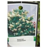 PHANTOM HYDRANGEA