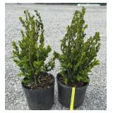 (2) WINTERGREEN BOXWOOD SHRUBS