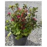 AZALEA (HINO CRIMSON RED) SHRUB