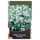 SNOWBALL VIBURNUM SHRUB (HUGE)