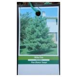 WHITE PINE TREE 2 FOOT