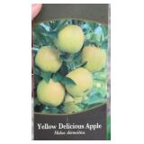 YELLOW DELICIOUS APPLE TREE