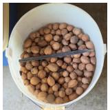 BUCKET OF WALNUTS (ALT LOC)