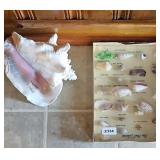 SEA SHELL COLLECTION