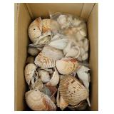 SHELL COLLECTION