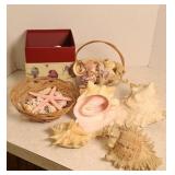 SHELL COLLECTION