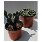 (2) CACTUS PLANTS