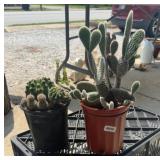 (2) CACTUS PLANTS