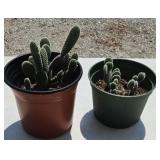 (2) CACTUS PLANTS