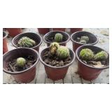 (6) SMALL CACTUS PLANTS