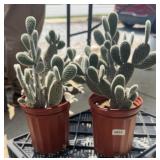 (2) CACTUS PLANTS