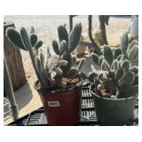 (2) CACTUS PLANTS