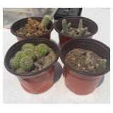 (4) CACTUS PLANTS