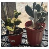 (2) CACTUS PLANTS