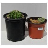 (2) CACTUS PLANTS