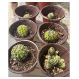 (6) SMALL CACTUS PLANTS