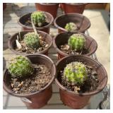 (6) SMALL CACTUS PLANTS