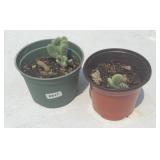 (2) CACTUS PLANTS