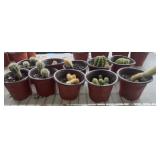 (10) SMALL CACTUS PLANTS