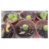 (6) SMALL CACTUS PLANTS