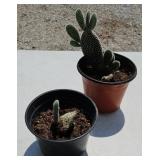 (2) CACTUS PLANTS
