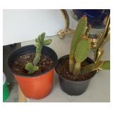 (2) CACTUS PLANTS
