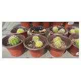 (8) SMALL CACTUS PLANTS