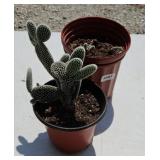 (2) CACTUS PLANTS