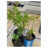 (3) PLANTS