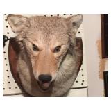 Wildlife Taxidermy -  Mounted Coyote Head