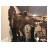 Wildlife Taxidermy -  Mounted Javelina