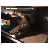 Wildlife Taxidermy - Unmounted Wild Boar