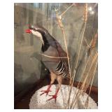 Wildlife Taxidermy - Chukar in Glass Display Case