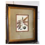 Framed Botanical Lithographic Prints