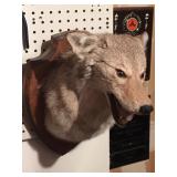 Wildlife Taxidermy - Mounted Coyote Head