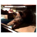 Wildlife Taxidermy - Unmounted Wild Boar