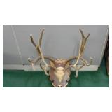 Antlers