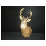 Whitetail Mount