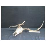Three Antlered Elk Skull