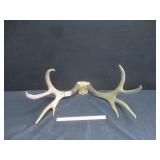 Mule Deer Skull Cap
