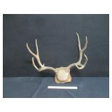Mule Deer Skull Cap