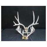 Nontypical Whitetail Skull Cap & Mule Deer