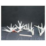 Nontypical Whitetail Set & Sheds