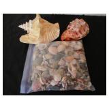 Seashells, Variety
